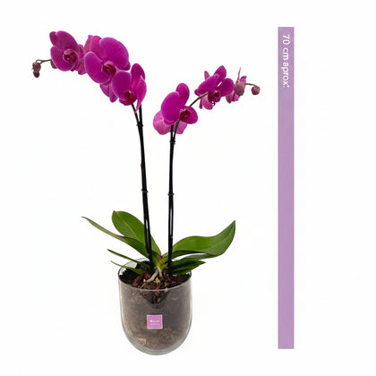 Bowl chico-base de cristal con una orquídea fiusha