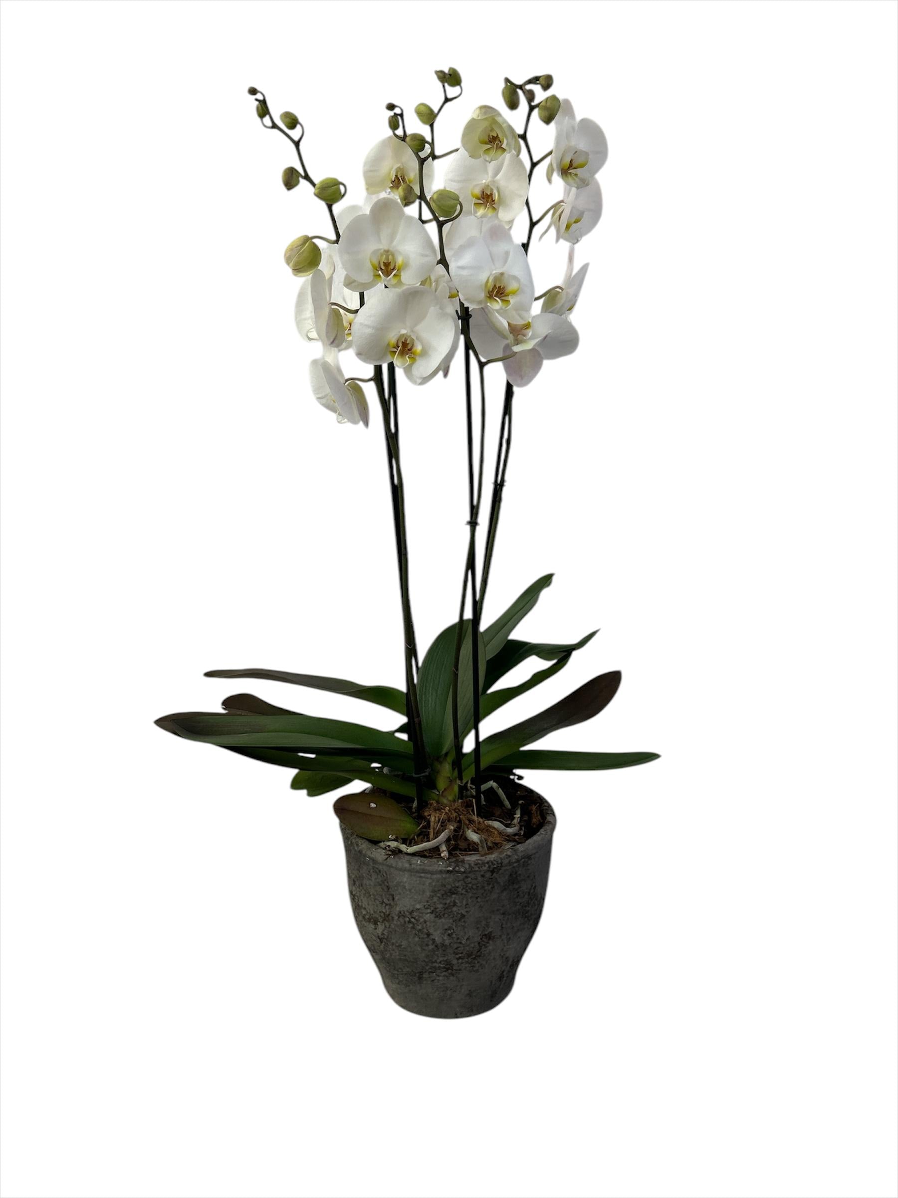 Hacienda gris-maceta de cemento con 2 orquídeas blancas