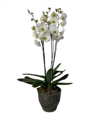 Hacienda gris-maceta de cemento con 2 orquídeas blancas