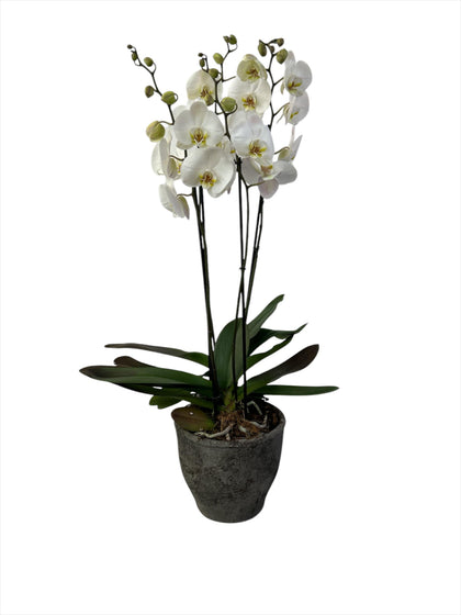 Hacienda gris-maceta de cemento con 2 orquídeas blancas