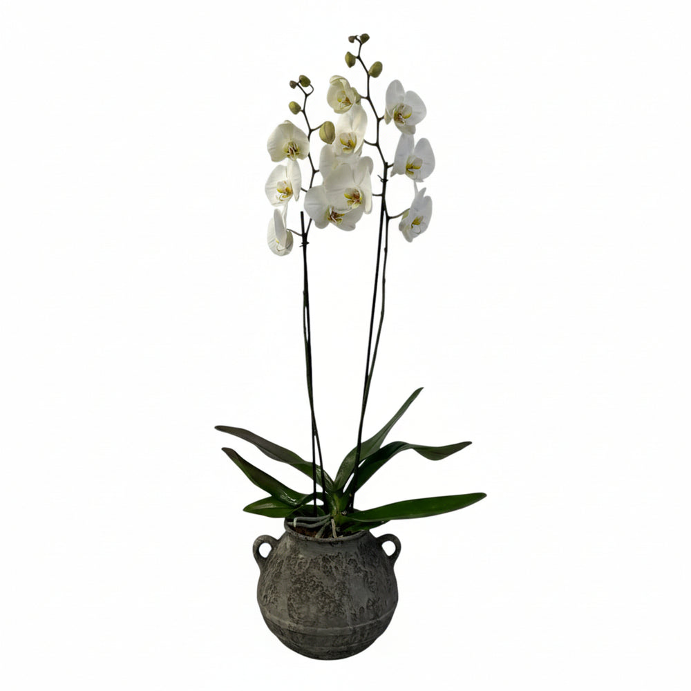 Olla gris-maceta con una orquídea blanca