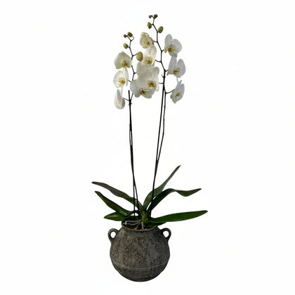 Olla gris-maceta con una orquídea blanca