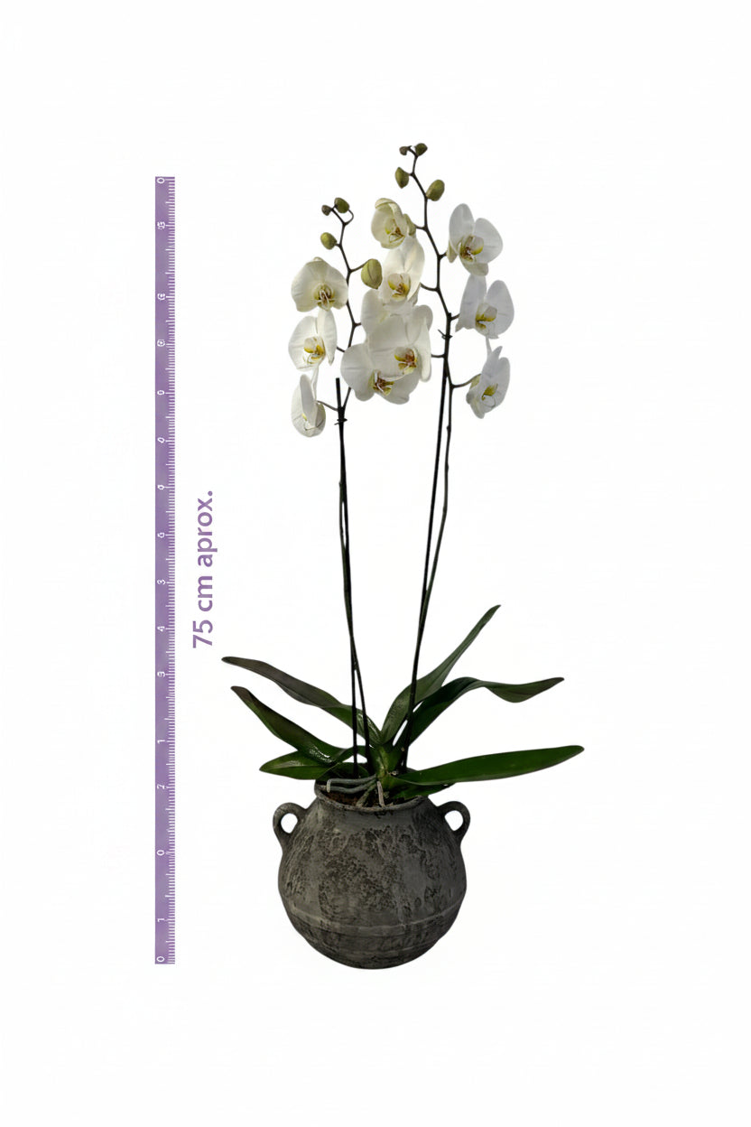 Olla gris-maceta con una orquídea blanca