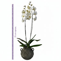 Olla gris-maceta con una orquídea blanca