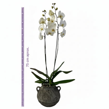 Olla gris-maceta con una orquídea blanca