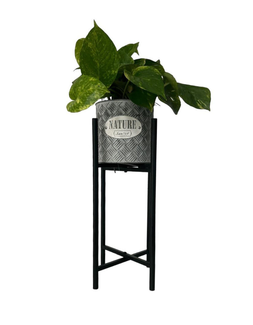 Josué-maceta de metal con patitas con planta teléfono