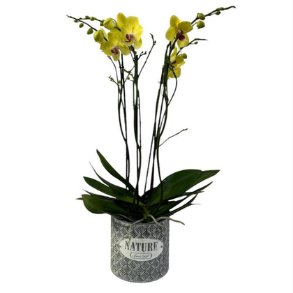 Nature-maceta de metal con 2 orquídeas amarillas