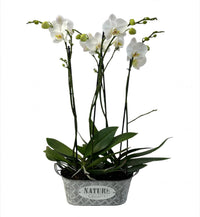 Orquídeas blancas en canasta de metal