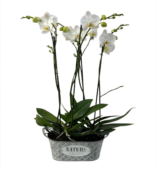 Nature canasta - canasta de metal con 2 orquídeas phalaenopsis blancas