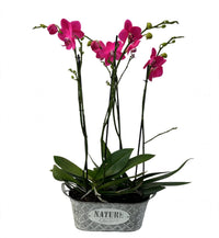 Orquídeas fiusha en canasta de metal
