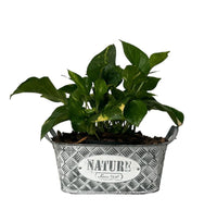 Alberto-maceta de metal canasta chica con planta teléfono