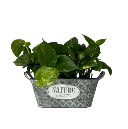 Alberto-maceta de metal canasta grande con planta teléfono