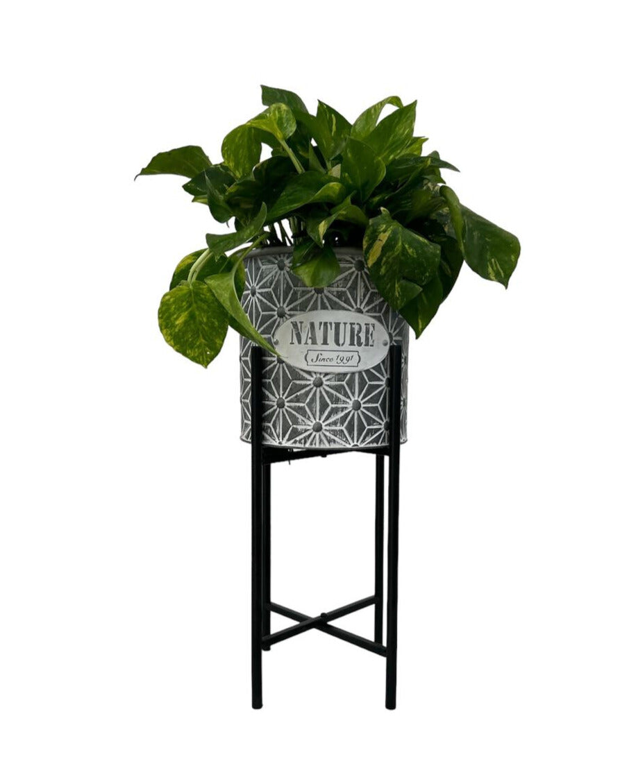 Raymundo-maceta de metal grande con patitas con planta teléfono