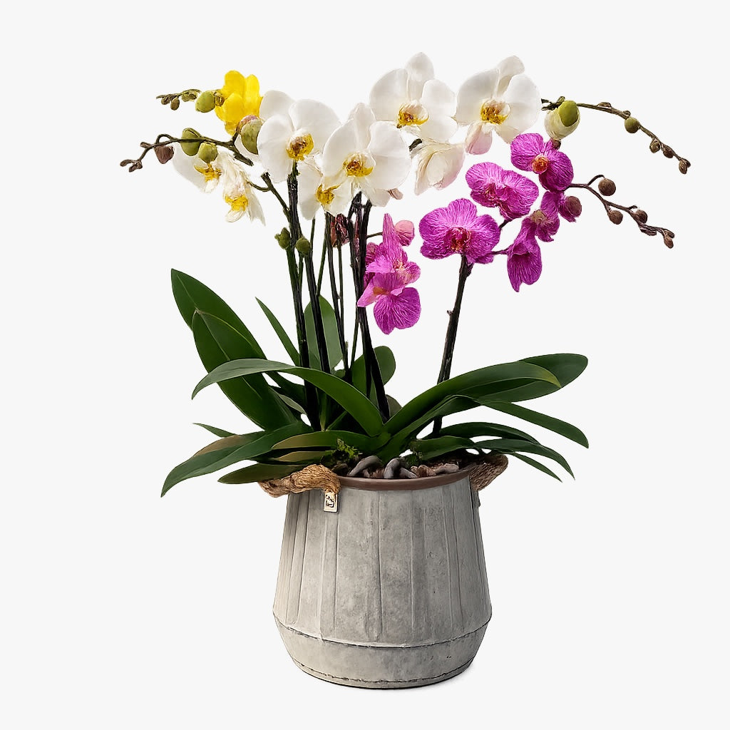 Cantarito-maceta de metal con 3 orquideas mixtas