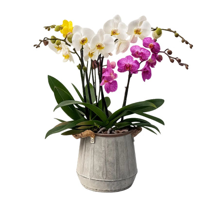 Cantarito-maceta de metal con 3 orquideas mixtas