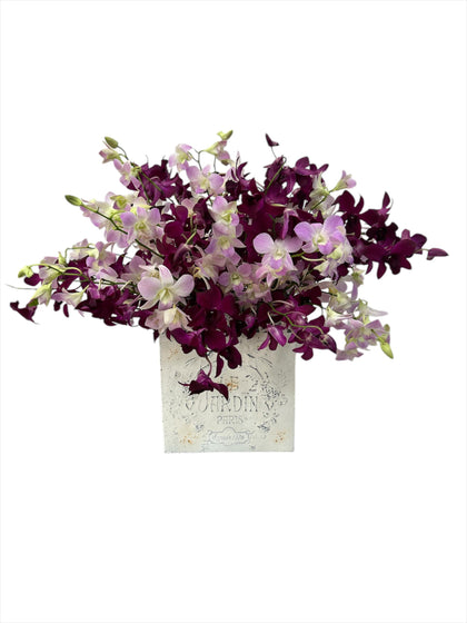 Etiqueta Le Jardín-maceta de metal con orquídea dendrobium