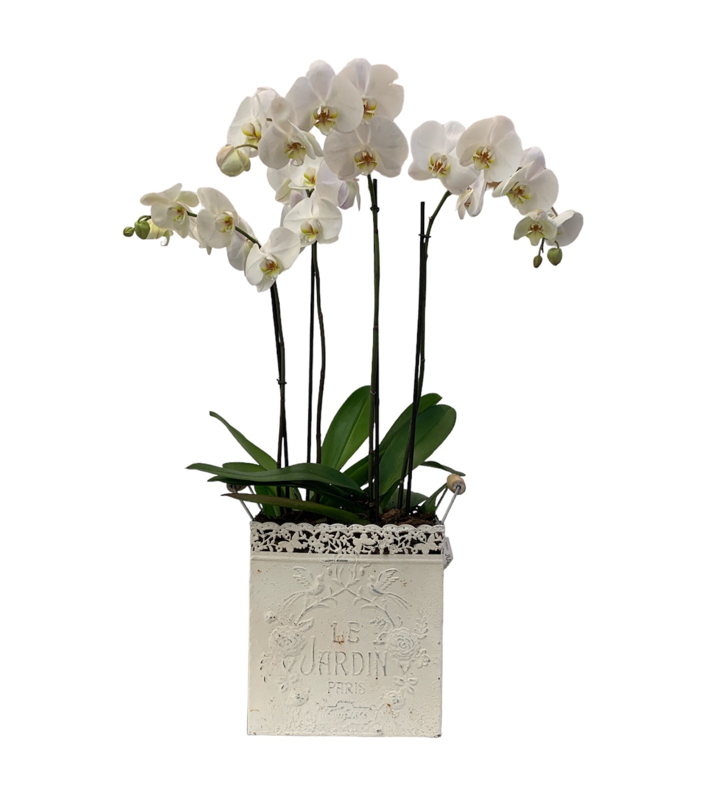 Le Jardín maceta de metal chica 2 orquídeas blancas