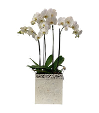 Le Jardín maceta de metal chica 2 orquídeas blancas