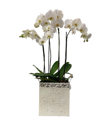 Le Jardín maceta de metal chica 2 orquídeas blancas