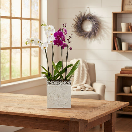 Le Jardín maceta de metal chica 2 orquídeas mixtas