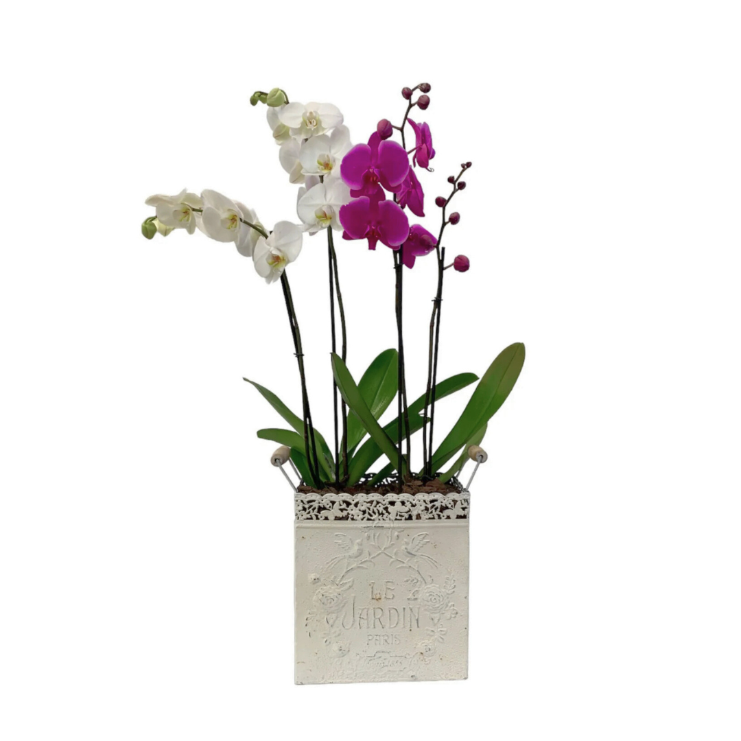 Le Jardín maceta de metal chica 2 orquídeas mixtas