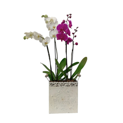 Le Jardín maceta de metal chica 2 orquídeas mixtas