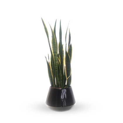 Bladimir-sansevieria en maceta esmaltada negra