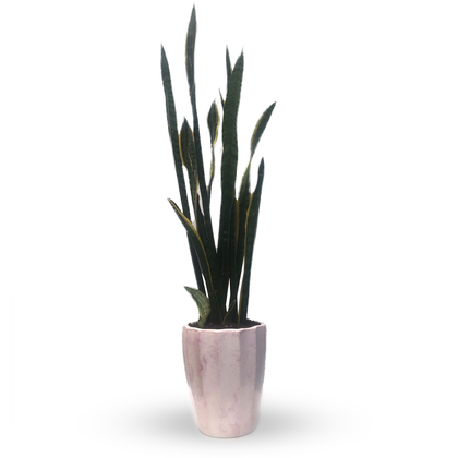 Nicandro-sansevieria en maceta esmaltada Tulum