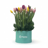 Lucero-caja redonda menta con 30 tulipanes de colores