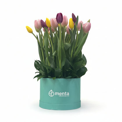 Lucero-caja redonda menta con 30 tulipanes de colores