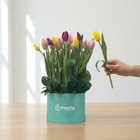 Lucero-caja redonda menta con 30 tulipanes de colores