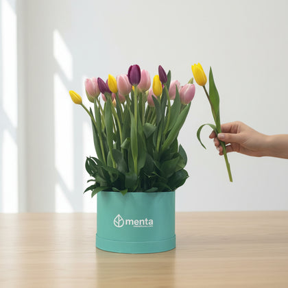 Lucero-caja redonda menta con 30 tulipanes de colores