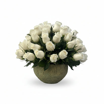 Luisa-maceta de cemento con 75 rosas blancas