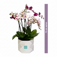 Luxor- base con cuatro orquídeas mixtas contemporáneas