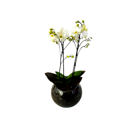 MINI orquídea phalaenopsis cristal-base con una mini orquídea blanca