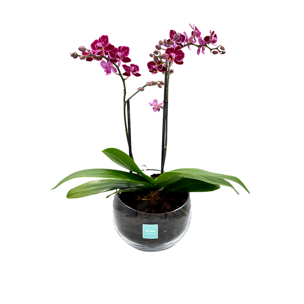 MINI orquídea phalaenopsis cristal-base con una mini orquídea fiusha