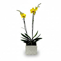 Phalaenopsis Gris - maceta con una orquídea amarilla