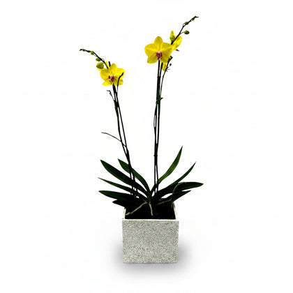 Phalaenopsis Gris - maceta con una orquídea amarilla
