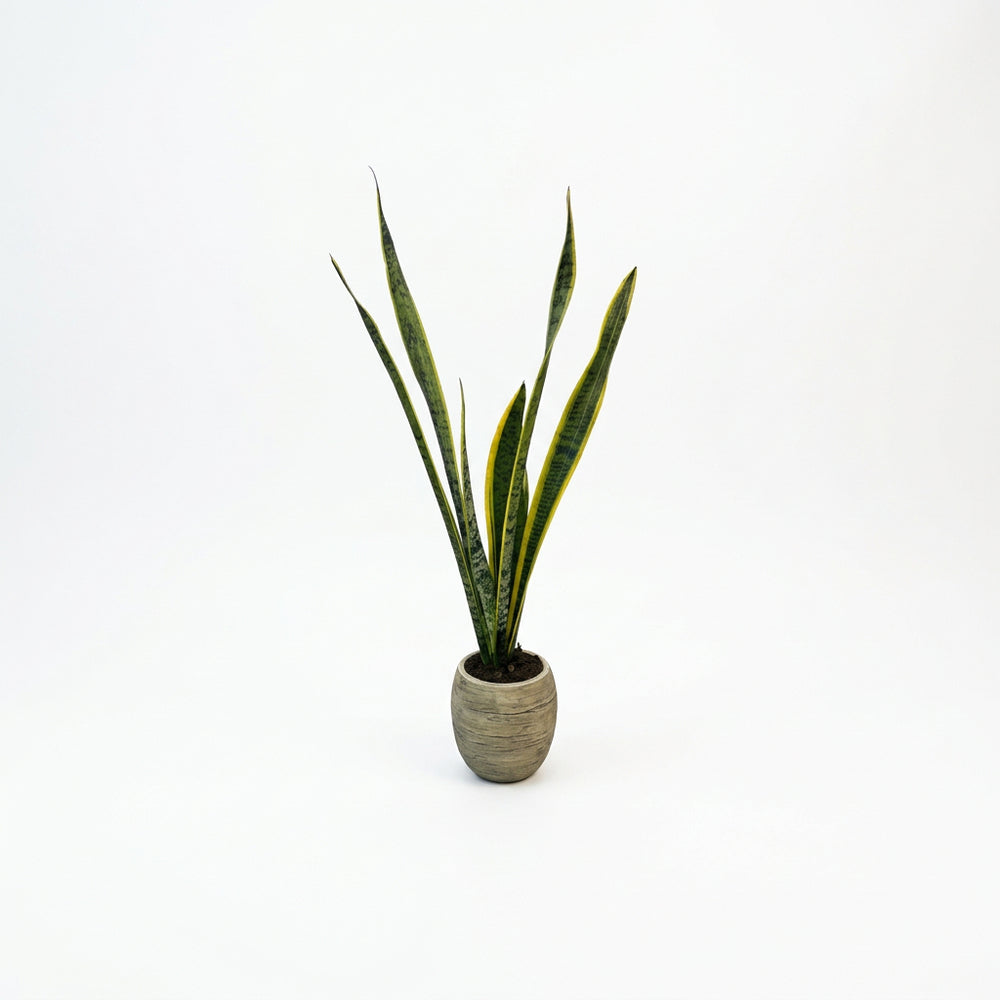 Alejandro - maceta efecto de madera con Sansevieria
