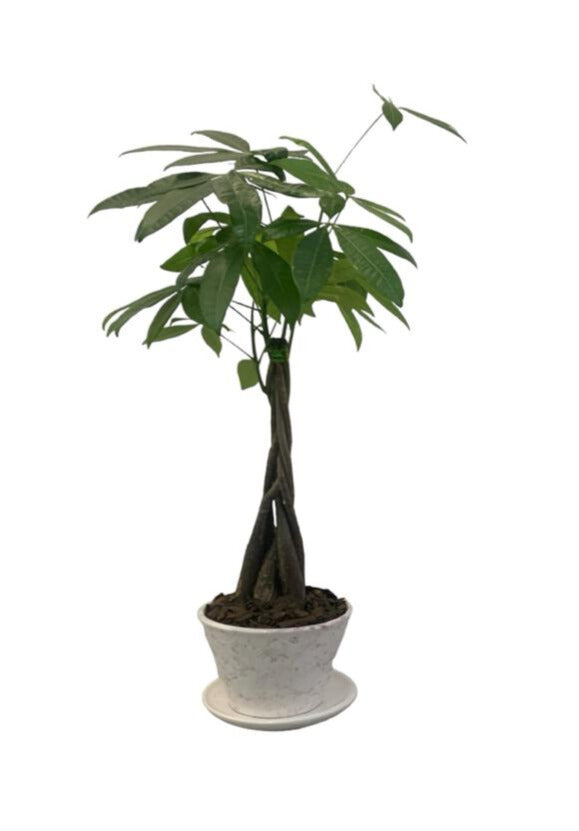 Dinero-Árbol del dinero en maceta de cerámica esmaltada