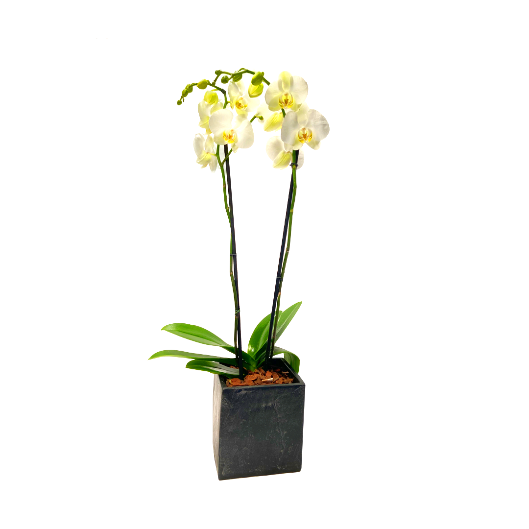 Elegance -maceta cubo negro con una orquídea blanca