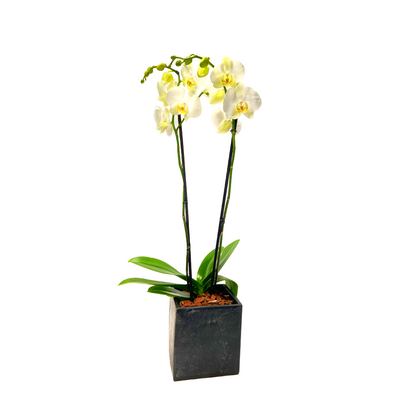 Elegance -maceta cubo negro con una orquídea blanca