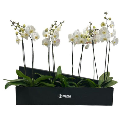 Phalaenopsis caja negra con orquídeas blancas
