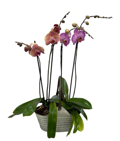 Phalaenopsis bolsita maceta de metal con 4 orquídeas fiusha