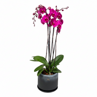 Phalaenopsis Charcoal-maceta de cerámica con dos orquídeas color fiusha
