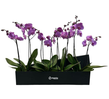 Phalaenopsis caja negra con orquídeas fiusha