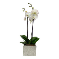 Phalaenopsis Gris - maceta con una orquídea blanca