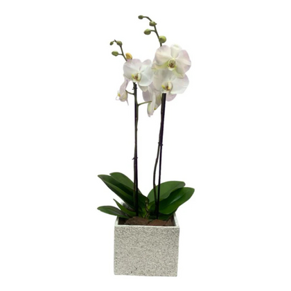 Phalaenopsis Gris - maceta con una orquídea blanca