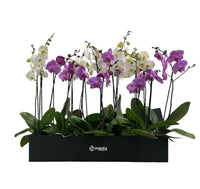 Phalaenopsis caja negra con orquídeas mixtas