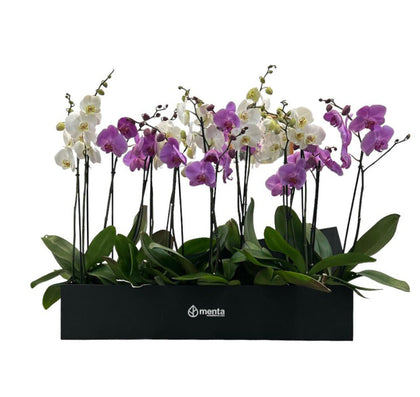 Phalaenopsis caja negra con orquídeas mixtas